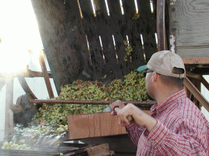 Producatorii de vin vor primii 200 de milioane de euro din fonduri comunitare