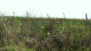Neglecting your land? Expect a fine of 50 Euros per hectare!