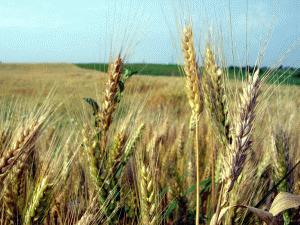 Seceta severă din vara lui 2010 a distrus peste 13 milioane de hectare din recolta de cereale a Rusiei, potrivit Ministerului Agriculturii de la Moscova.