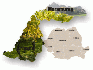 Circa 73.800 hectolitri - producţia de vin în Crişana şi Maramureş