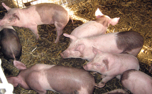 În circa o lună, rămânem fără ferme de porci