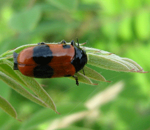 Insectele şi viermii reprezintă viitorul alimentar al omenirii