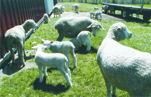 The radioactive Easter lamb