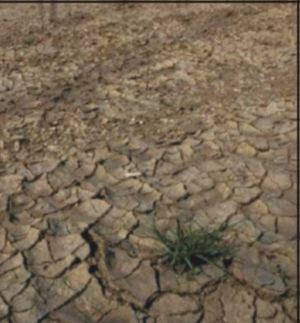 Piaţa asigurărilor agricole, a cincea parte din banii alocaţi de Guvern pentru secetă
