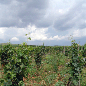 Consumatorii de vin bun - cu două trepte mai sus faţă de producători
