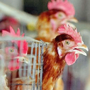 Importurile de carne de pasăre din UE fac concurenţă neloială producătorilor locali