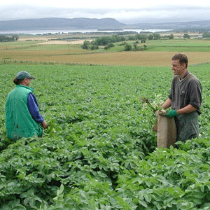 BRD le propune agricultorilor să le finanţeze până la 80% din valoarea subvenţiilor