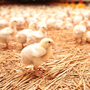 "Avicola" Braşov vrea un credit de producţie de 40 milioane lei