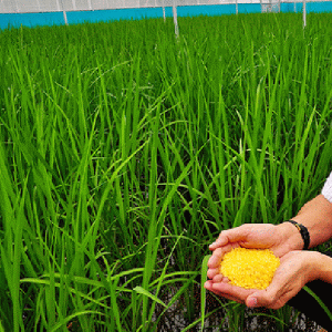 Producţia de orez brut din Vietnam va creşte cu 2,3% în 2011, la 40,8 milioane de tone, potrivit Ministerului Agriculturii de la Hanoi.