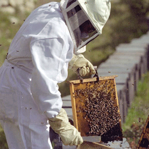 Producţia de miere va creşte cu 20 de procente în 2011