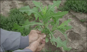 LAPAR: Pagubele produse de seceta în agricultură depăşesc 1,5 miliarde de euro. 
