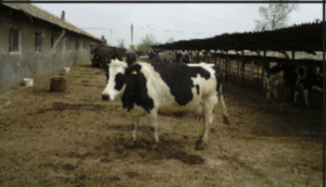 Ferma "Moldova Ţigănaşi" mizează pe creşterea taurinelor din rase de carne