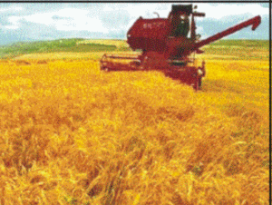 CE: Producţia de grâu a României va scădea cu 20,1% în 2007 