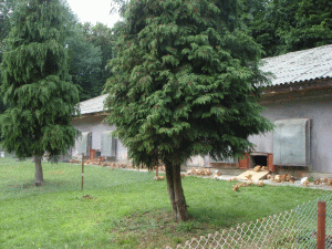 Agricola Bacău creşte vânzările de carne de pui