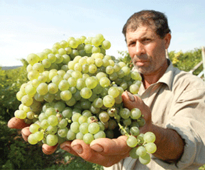 Producţia "Cotnari" din acest an - dublă faţă de cea din 2010