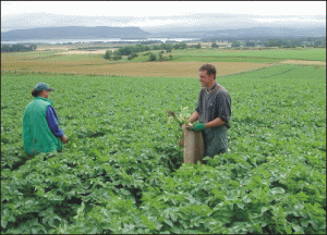 Legea privind despăgubirea agricultorilor asiguraţi ar putea fi modificată