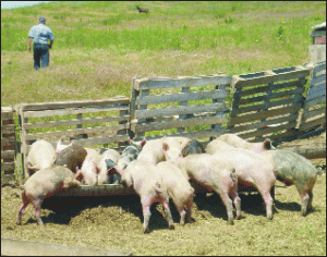 Ilie Sârbu: Criza pestei porcine scoate la iveală neregulile comise de Gheorghe Flutur