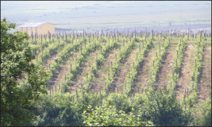 România ar putea solicita Comisiei Europene un instrument mai rapid de sprijin financiar în agricultură