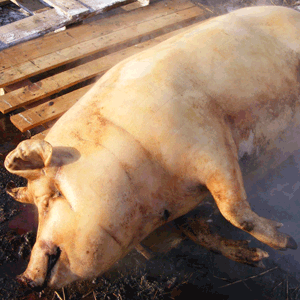 Comparativ cu 2010 se poate observa că preţurile sunt într-o uşoară des-creştere, de la 8-9 lei kilogramul (animalul viu) la 6,5 - 8 lei în acest sezon.