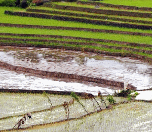 Stocurile din primele cinci ţări exportatoare de orez - India, Pakistan, Thailanda, Vietnam şi Statele Unite - vor ajunge la recordul de 31,9 milioane de tone în anul agricol 2011-2012, potrivit Consiliului Internaţional al Cerealelor. 