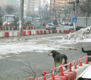"Metroul consumă copaci şi produce câini"