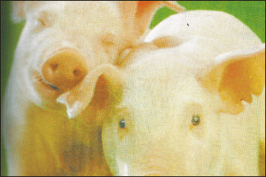 Pesta porcină: UE prelungeşte până la sfârşitul lui 2009 embargoul privind importul de carne de porc din România