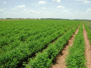 Prelungirea interdicţiei de vânzare a terenurilor agricole către străini nu poate fi realizată 