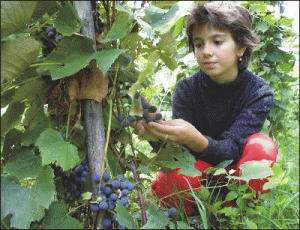 Producţia de struguri pentru vin ar putea depăşi un milion de tone, în 2007