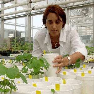 Numărul operatorilor din agricultura ecologică s-a dublat