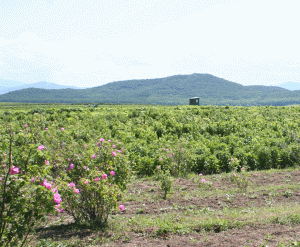 Compania are o suprafaţă de 40.000 metri pătraţi de culturi proprii, dar cumpără producţia de pe alţi 200.000 de metri pătraţi deţinuţi de colaboratori, a căror producţie se află în contract de exclusivitate cu Dacia Plant.