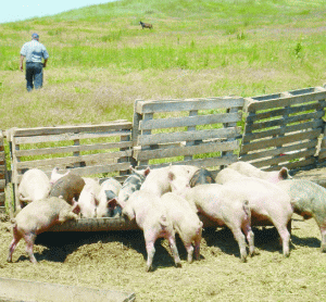 Caruz: Exportul cărnii de porc - doar pe hârtie