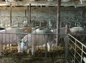 Kosarom a investit 15 milioane de euro într-o fermă pentru producerea cărnii de porc fără antibiotice