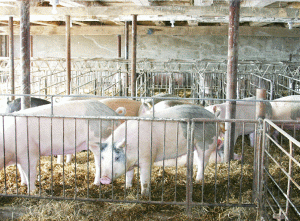 Cererea de carne de porc a sporit cu 27% în ultimul deceniu, în China, potrivit Departamentului Agriculturii din SUA.