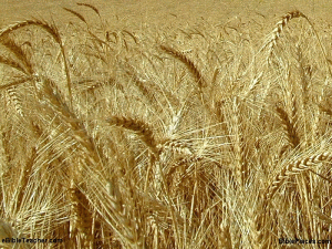 Seceta din SUA ridică preţurile cerealelor