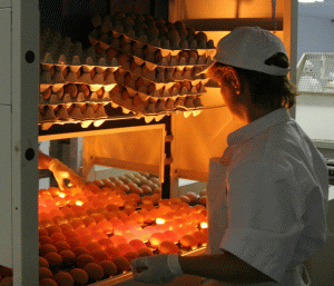 Agricola Bacău a inaugurat o fermă tip "free range"