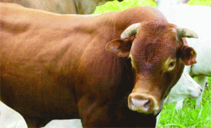 A moron (Romanians view oxen as symbols of stupidity, rather than sheep).