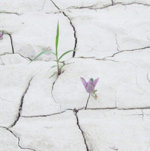 "Hidroelectrica", exhausted by the draught