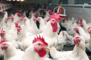 Am încasat 69 de milioane de euro, în primele patru luni, din exporturile de animale şi păsări vii
