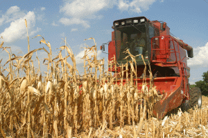 Declinul stocurilor din SUA ridică preţul porumbului
