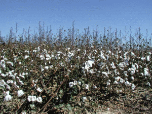 Stocurile de bumbac din China, suficiente să acopere un deficit pe şase ani