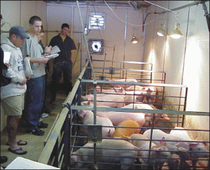 Mezelarii aşteaptă aplicarea sistemului lohn, crescătorii de porci se tem de faliment