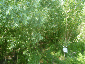 Salcia este cea mai bună specie de materie primă pentru pelet şi brichet.