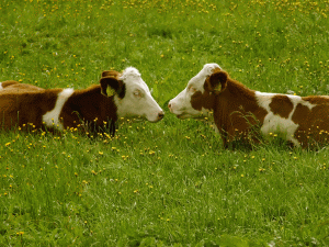 Agricultorii cu 10 oi, 2 vaci, 6 porci, 100 de păsări nu plătesc impozit