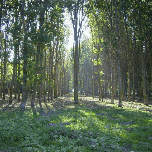 Suprafaţa împădurită a statului a scăzut cu 3 milioane hectare, între 1990 şi 2012