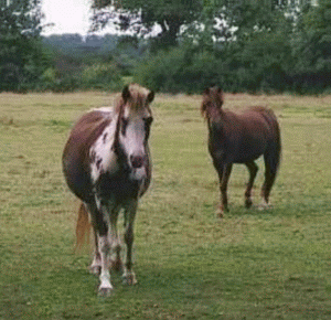  Compania Spanghero a intrat în lichidare
