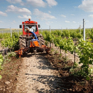 INS: Producţia agricolă în 2012, în scădere cu o cincime faţă de 2011