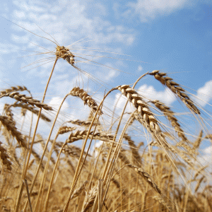 Producătorii de cereale vor să îşi vândă marfa direct la importatorii din Orientul Mijlociu