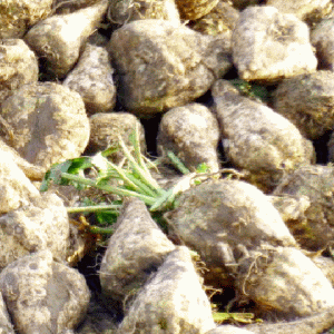 Cultivatorii de sfeclă din Satu Mare vor să aducă MADR în instanţă