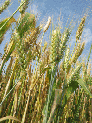 Afacerile companiei Comcereal Vaslui, deţinută de Adrian Porumboiu, au scăzut cu 9%