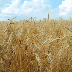 FAO şi-a revizuit estimările cu privire la producţia globală de cereale